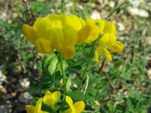 Coronilla valentina